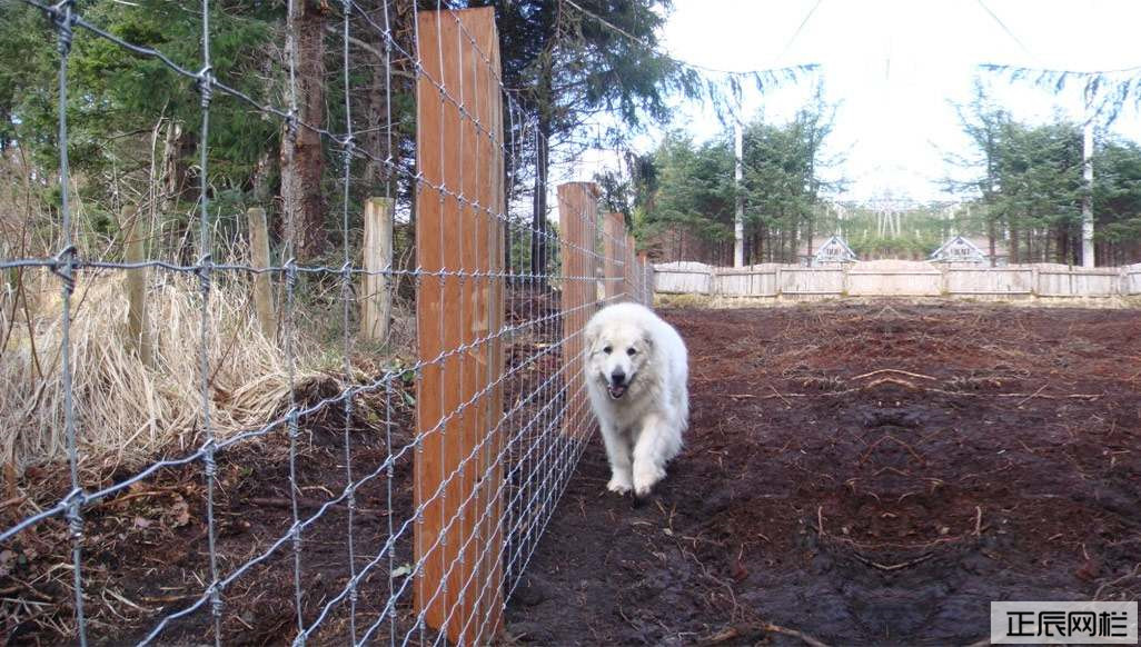 Farm-Fence-Field-Fence.jpg