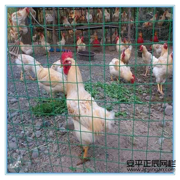 養雞圍欄網