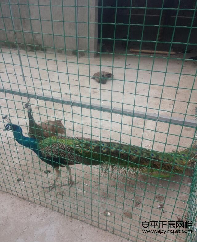 養殖網圍欄