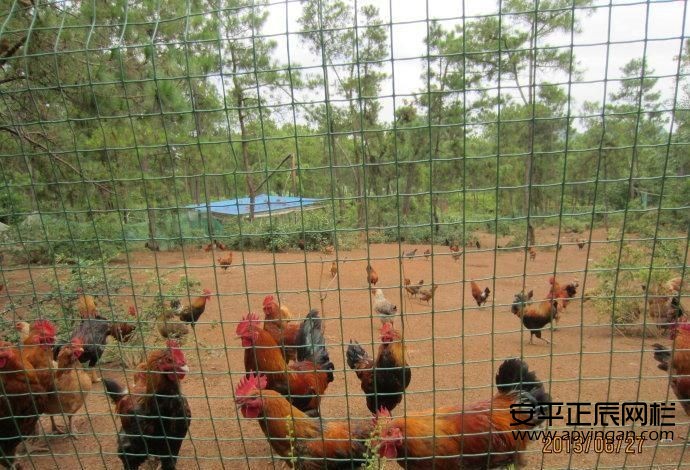 養雞用圍欄網