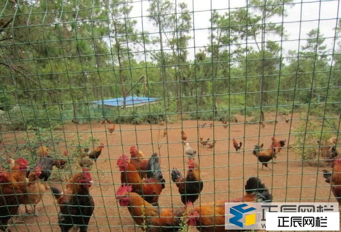 散養土雞圍欄