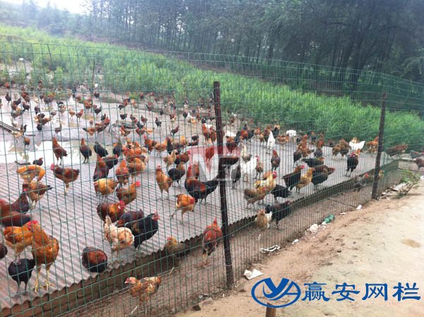 鐵絲圍欄網