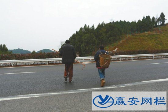 橫穿高速公路