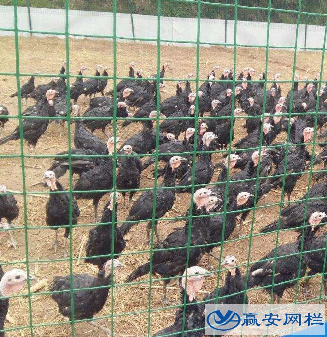 養雞鐵絲網