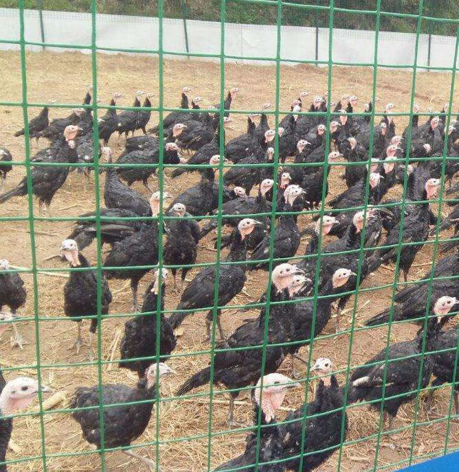 養殖圍欄網