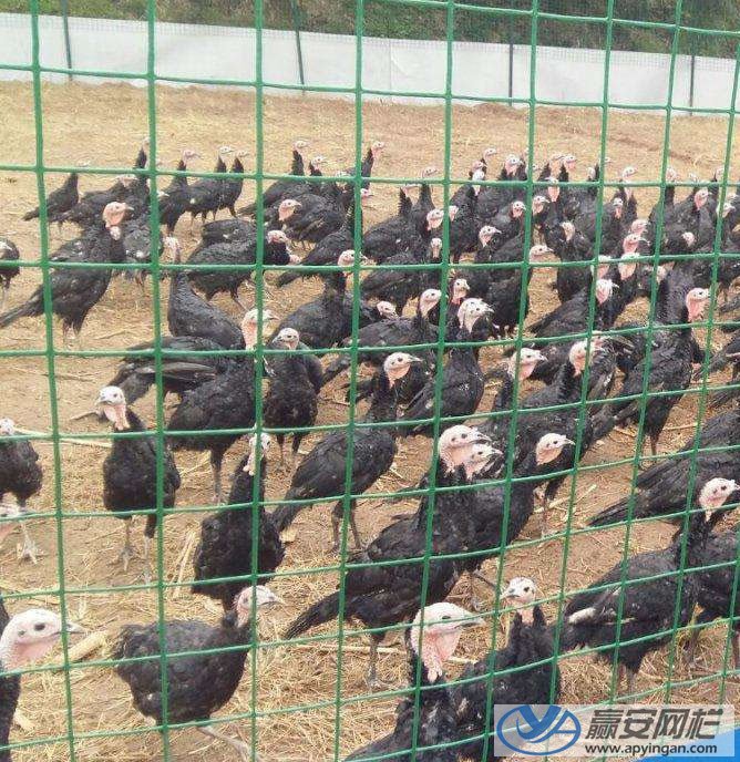 養殖場鐵絲網