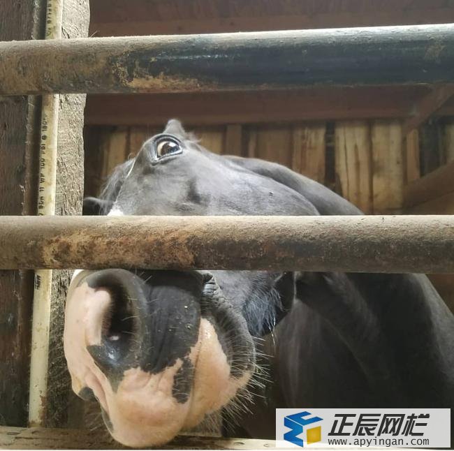 馬場(chǎng)柵欄