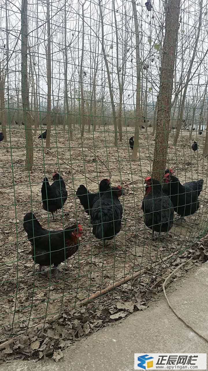 散養土雞圍欄