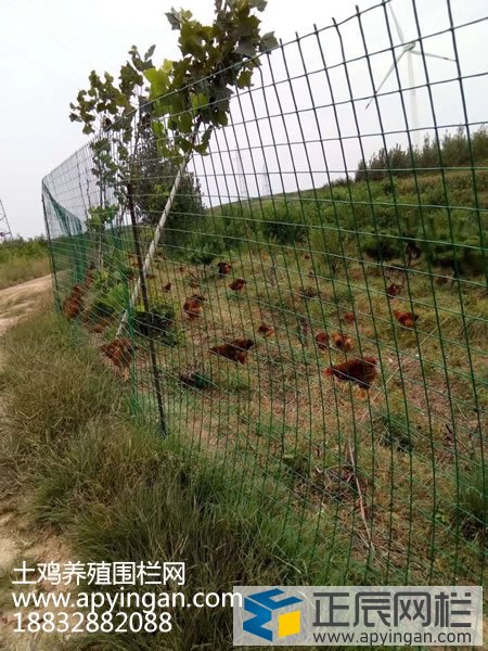 散養(yǎng)雞圍欄網(wǎng)