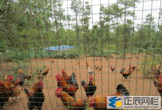 散養土雞圍欄
